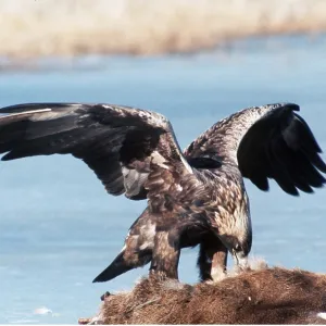 GOLDEN EAGLE - Eating prey GOLDEN EAGLE - Eating prey