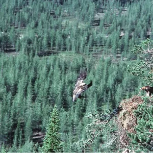GOLDEN EAGLE - Male flying to nest with female GOLDEN EAGLE - Male flying to nest with female