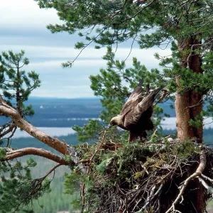 Golden Eagle - nest-building. Eagles build on the Golden Eagle - nest-building. Eagles build on the