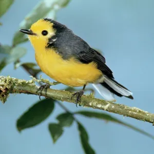 Golden-fronted Redstart