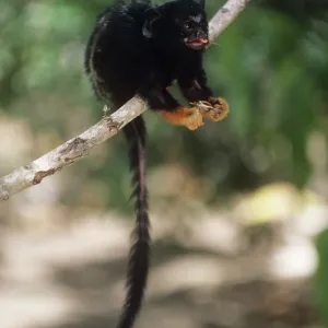 Golden-handed Tamarin Golden-handed Tamarin
