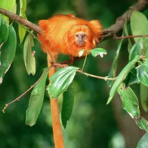 Golden Lion TAMARIN - critiically endangered species
