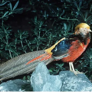 GOLDEN PHEASANT - male GOLDEN PHEASANT - male