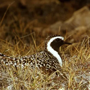 GOLDEN PLOVER - on nest GOLDEN PLOVER - on nest