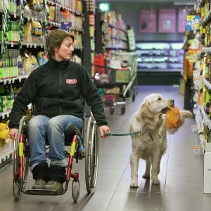 Golden Retriever Assistance / Guide Dog - helping Golden Retriever Assistance / Guide Dog - helping