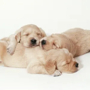 Collections: Cute Puppies By John Daniels