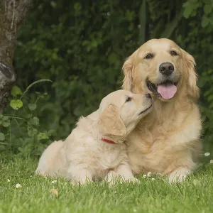Golden Retriever dog with puppy outdoors Golden Retriever dog with puppy outdoors