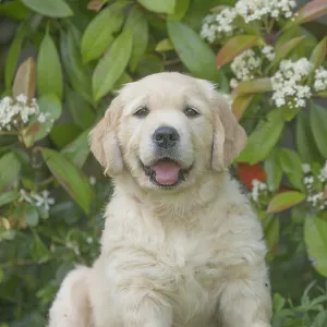 Golden Retriever dog puppy outdoors Golden Retriever dog puppy outdoors