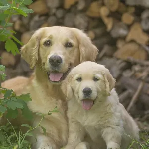 Golden Retriever dog with puppy outdoors Golden Retriever dog with puppy outdoors