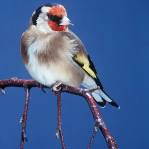 GOLDFINCH - perched on twig GOLDFINCH - perched on twig