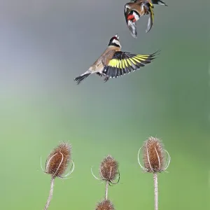 Goldfinches - fighting Goldfinches - fighting