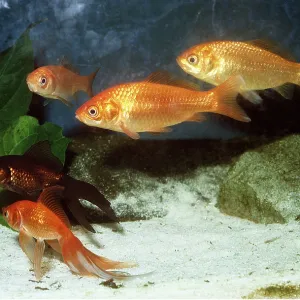 GOLDFISH