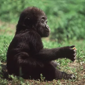 GORILLA - juvenile sits with food GORILLA - juvenile sits with food