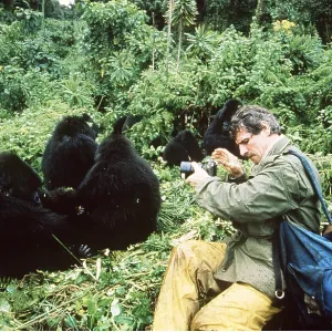 Gorillas - being photographed Gorillas - being photographed