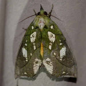 Grape Fruit Piercer Moth