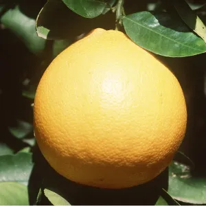 GRAPEFRUIT - close-up of single fruit GRAPEFRUIT - close-up of single fruit
