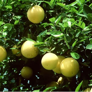 GRAPEFRUIT - on tree GRAPEFRUIT - on tree