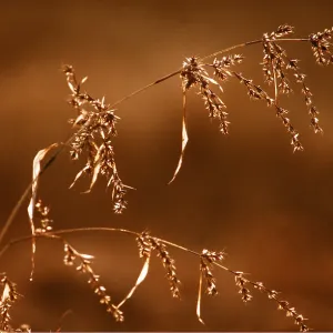 GRASS - backlit GRASS - backlit