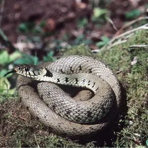GRASS SNAKE GRASS SNAKE