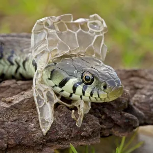 Grass Snake - Shedding Skin