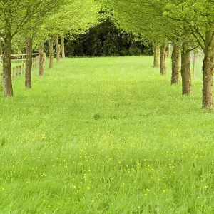 Grassy avenue between trees on a country estate Grassy avenue between trees on a country estate