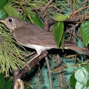 Gray-checked Thrush Gray-checked Thrush