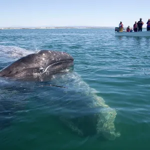 Gray whale - mother with calf raising its head Gray whale - mother with calf raising its head