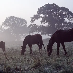 GRAZING PONIES - In morning mist GRAZING PONIES - In morning mist