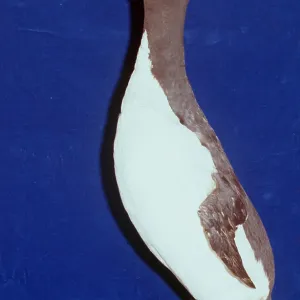 GREAT AUK - extinct species, stuffed GREAT AUK - extinct species, stuffed
