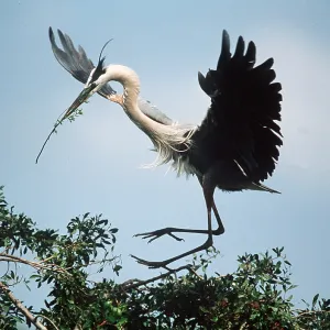 GREAT BLUE HERON - with nest material in beak GREAT BLUE HERON - with nest material in beak