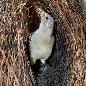 Great Bowerbird - male Bowerbird embellishing its Great Bowerbird - male Bowerbird embellishing its