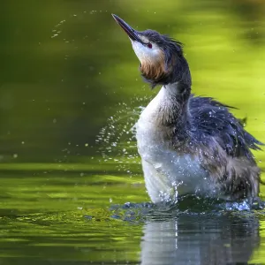 Great Crested Grebe (Podiceps Scalloped ribbonfish) Water bird shakes and creates splashes in the water Great Crested Grebe (Podiceps Scalloped ribbonfish) Water bird shakes and creates splashes in the water
