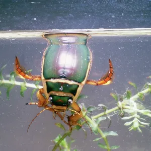 Great Diving / Water BEETLE - male breathing at surface