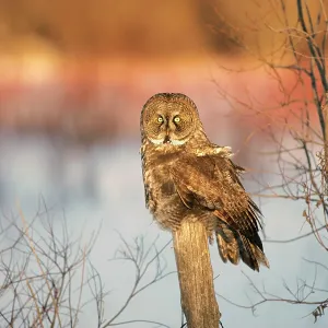 Great Grey Owl Great Grey Owl