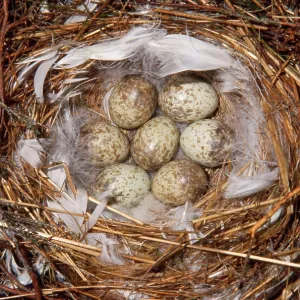 Great Grey Shrike - eggs in nest