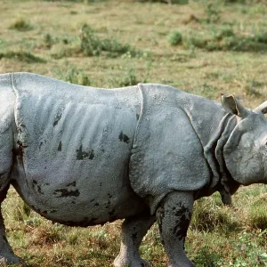 Great Indian / One-horned RHINOCEROS Great Indian / One-horned RHINOCEROS