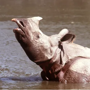 Great Indian / One-horned RHINOCEROS Great Indian / One-horned RHINOCEROS