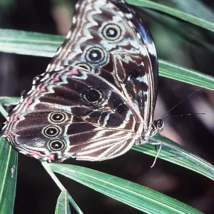 GREAT MORPHO BUTTERFLY GREAT MORPHO BUTTERFLY