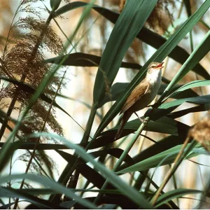 GREAT REED WARBLER - calling, singing GREAT REED WARBLER - calling, singing
