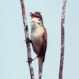 GREAT REED WARBLER - singing