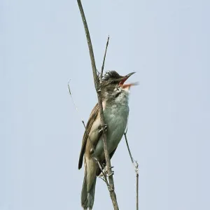 GREAT REED WARBLER - singing