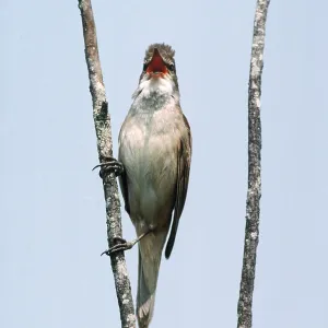 GREAT REED WARBLER - singing, on branch