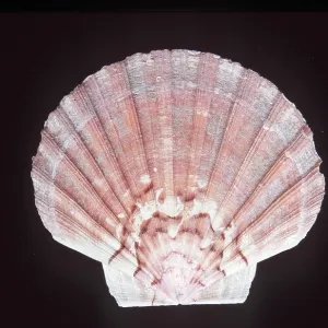 GREAT SCALLOP SHELL
