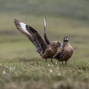 Great Skua - Courtship - UK Great Skua - Courtship - UK