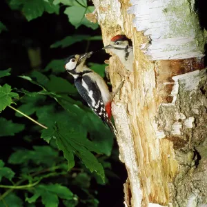 Great-Spotted / Greater-spotted Woodpecker - adult Great-Spotted / Greater-spotted Woodpecker - adult