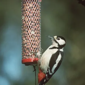 Great-Spotted / Greater-Spotted WOODPECKER - on bird feeder Great-Spotted / Greater-Spotted WOODPECKER - on bird feeder