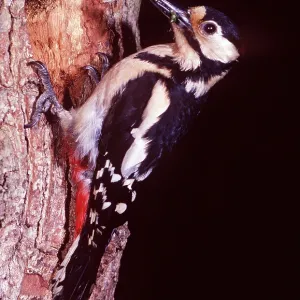 Great-Spotted / Greater-Spotted WOODPECKER - at nest Great-Spotted / Greater-Spotted WOODPECKER - at nest