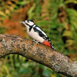 Great-Spotted / Greater-spotted Woodpecker - in woodland Great-Spotted / Greater-spotted Woodpecker - in woodland