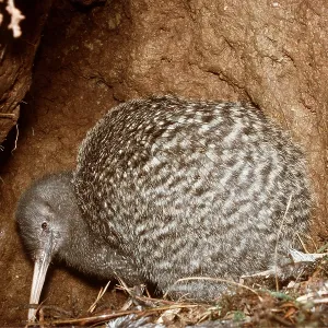 GREAT SPOTTED KIWI GREAT SPOTTED KIWI