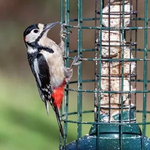 Great Spotted Woodpecker - Male - on Feeder - UK Great Spotted Woodpecker - Male - on Feeder - UK